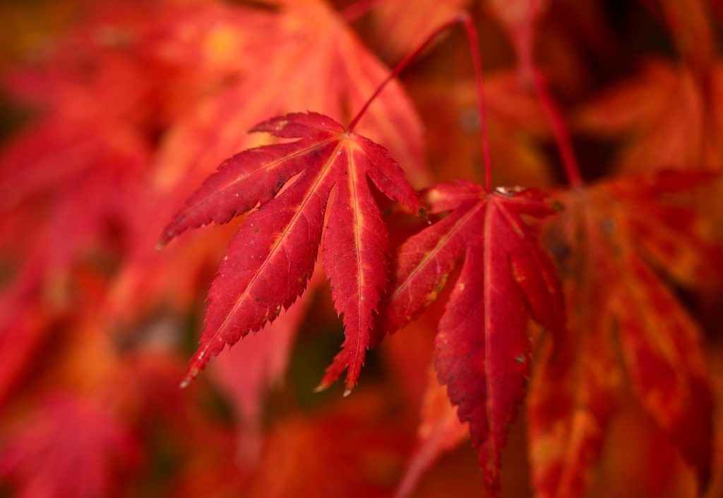 autumn, maple leaves, maple tree-6772980.jpg
